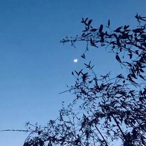 三言两语诉不尽你 伴奏