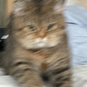 多种人格之痛苦小毛