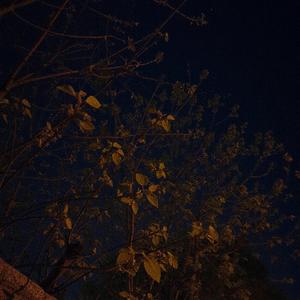 夜间飞行