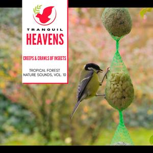 Uncultivated Forest Birds