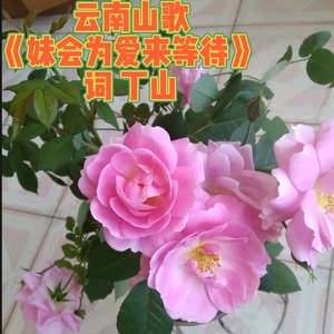 云贵山歌 小哥是个单身汉