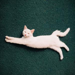 化身孤岛的鲸（曲：我们都被忘了）（翻自 谢安琪）