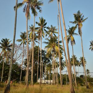 在家里工作时尚的波萨诺伐舞曲