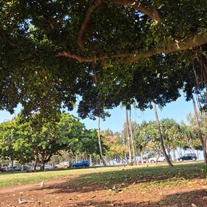 Insight Tree