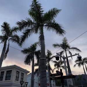 张小九-余香（岸上的人更向往港湾 remix）