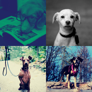 柔和的小狗时刻