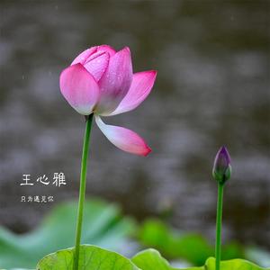 只为遇见你 (伴奏)