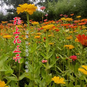 陌上花正开（箫声版）