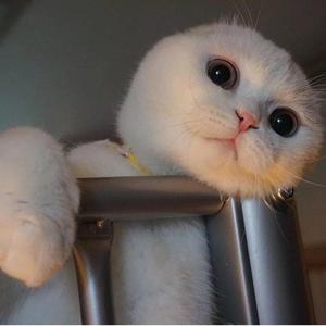 Kartashow-Мари Краймбрери -Золото（汉堡 remix）