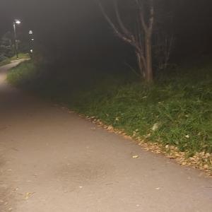 Barrskog