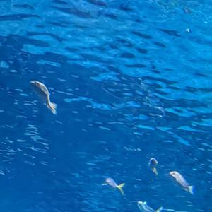 不爱者弃之逐水飘零