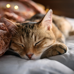 Armonía Lofi Para Las Siestas De Los Gatos