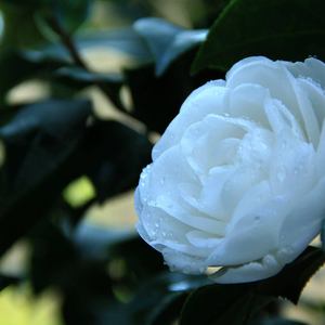 白山茶（翻自 陈雪凝）