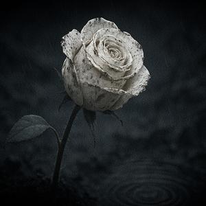 ไม่มีดอกไม้หอม ที่เกิดจากคลองน้ำเน่า