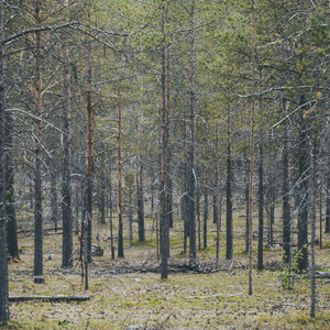Skov I