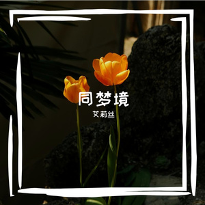 候鸟归巢的温暖乐章