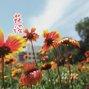 花谣