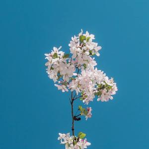 一个人想着一个人（片段）