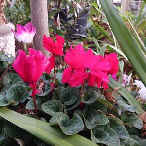 H.A.P.P.Y (Feat. Caradeen )