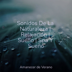 Huellas Silenciosas en el Bosque