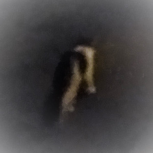 晨晖路上的猫（demo）