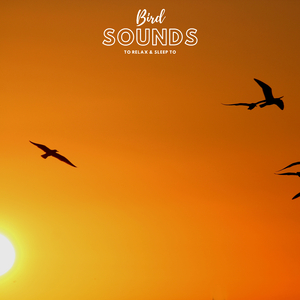 Birdies