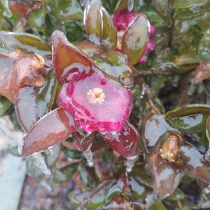 玫瑰花part2（prod.by MORROW)