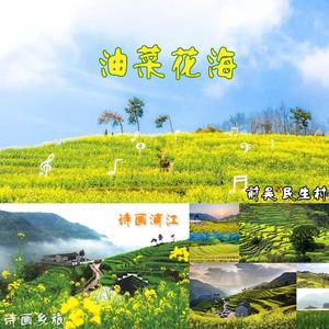 油菜花海 伴奏