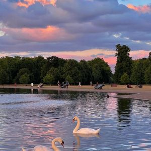 蘋满汀洲人未归