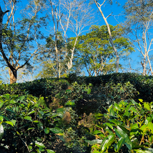 তাশাহুদের গুরুত্ব