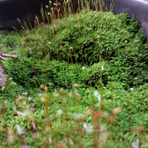 Reconquista do homem