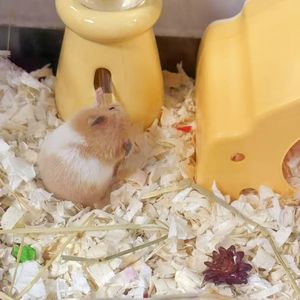 想太多，勿忘我