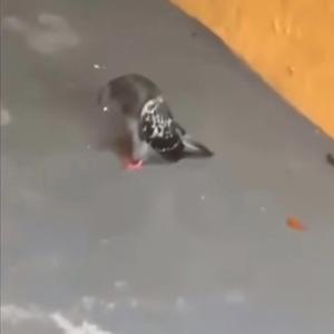 sometimes (Alex g) [remix]