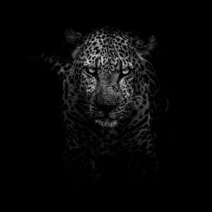 红色高跟鞋（DJFK鼓）