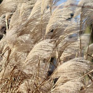 蝴蝶轻吻的旋律（轻音乐）