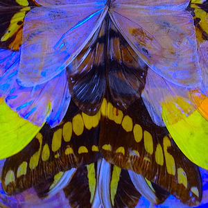 **the Inseparable-Many** (Skinfaxi Remix)