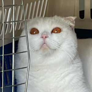 ดูไม่ออก