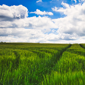 목장길 따라 ( 오르골 자장가 )