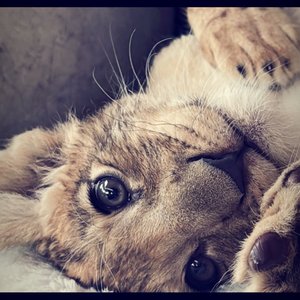 «Elvida demi bana».wav