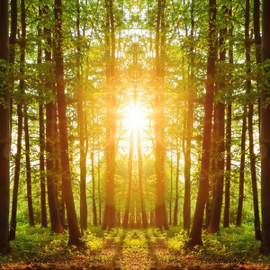 주님사랑 (String Inst.)