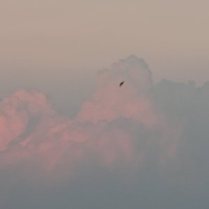 丙午·春·辛卯·乙未·丙申·丹景山 (Live)