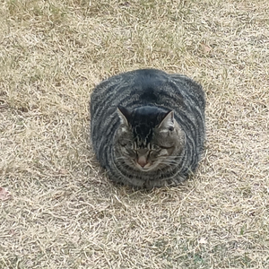 粉红色的实验室