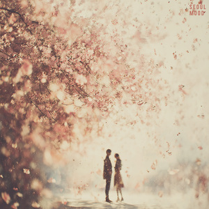 벚꽃 사이 고백