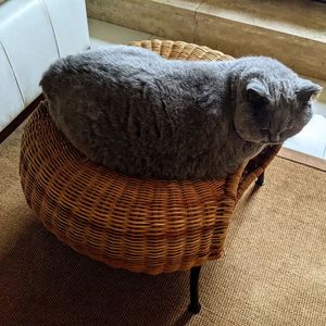 Ningbop loop (Ver 1.0)