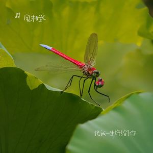 把我一生许给了你