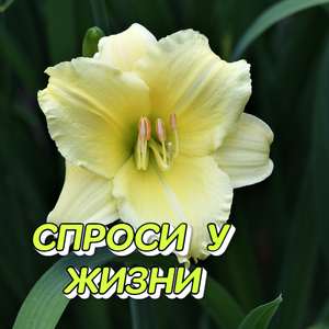Биение двух сердец