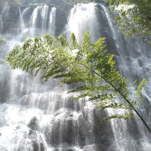 黑暗玫瑰与洁白山茶