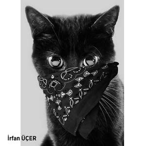 Kara Kedi