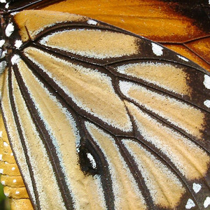 人到中年就像一头拉车的牛