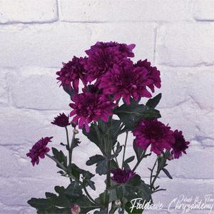 Fioletowe Chryzantemy (feat. TKM)